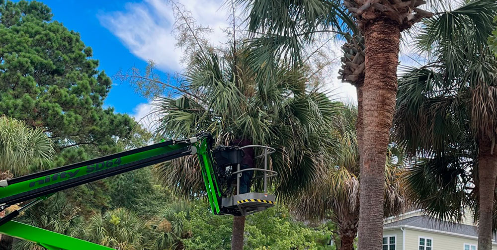 Professional Palm Tree Trimming Services